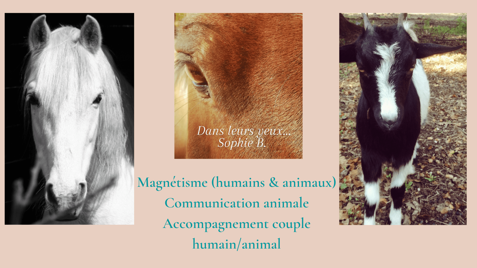 communication animale Dans Leurs Yeux - Sophie B.